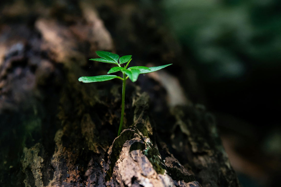 an image of a new plant sprouting